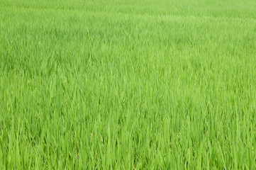 rice grass
