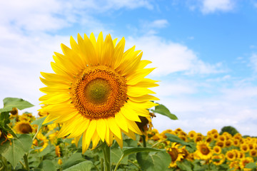 sunflower backgroung