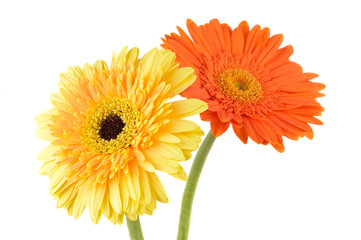 Orange and yellow  daisy-gerbera