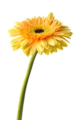 Yellow daisy-gerbera