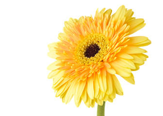 Yellow daisy-gerbera