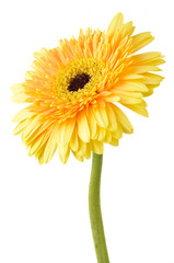 Yellow daisy-gerbera