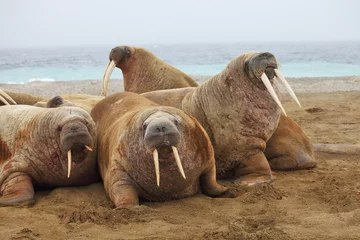 Fotobehang Walrus-familie gaat naar buiten © Vladimir Melnik