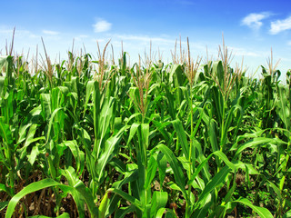 Obraz premium Corn field