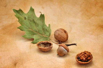 Acorn and Walnuts