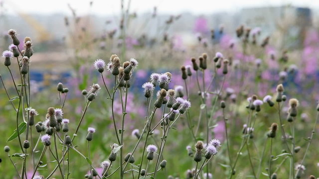 wild flowers