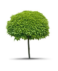 Isolated tree Catalpa- white background © marcincom