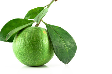 Green tangerines  isolated .