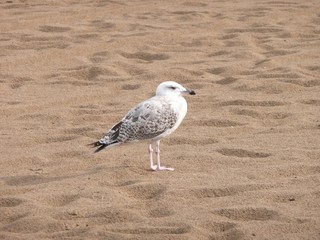 Seagull on a Mediterranean sea beach