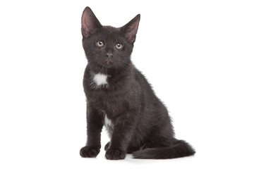 black kitten
