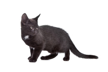 black kitten