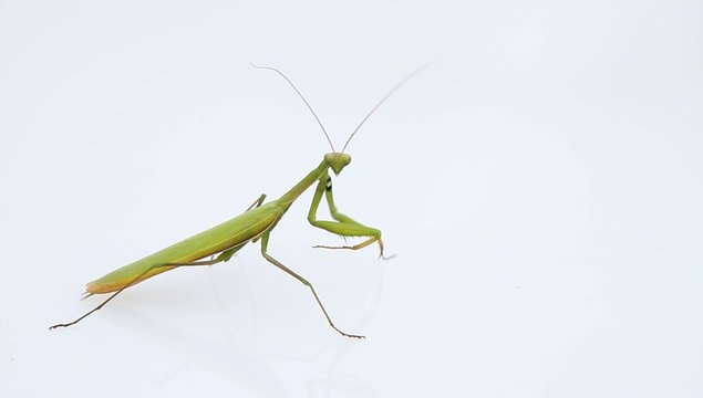 Europ&auml;ische Gottesanbeterin (Mantis religiosa)