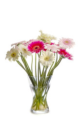 gerbera