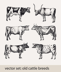 vector set: old cattle breed
