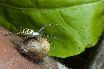 Pająk Tygrzyk Paskowany Argiope bruennichi pilnujący swojego kokonu © Artoorek