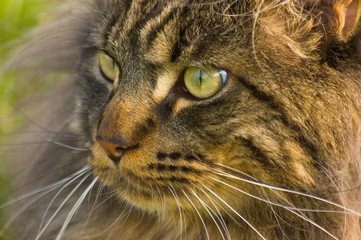 Portret kota rasy Maine Coon © Artoorek