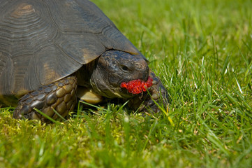 Żółw jedzący owoc maliny na trawniku w ogrodzie - obrazy, fototapety, plakaty
