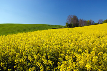 Żółte kwiaty rzepaku na polu tle błękitnego nieba - obrazy, fototapety, plakaty