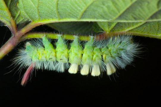 Gąsienica motyla nocnego na liściu rośliny w ogrodzie
