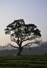 Fototapeta na wymiar Piękne drzewo o zachodzie słońca