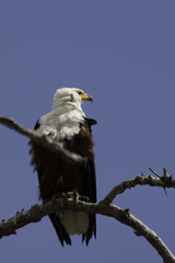 Africa - fish eagle