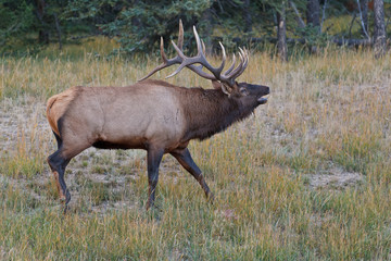 Naklejka na ściany i meble Bugling bull elk, canadensis cervus