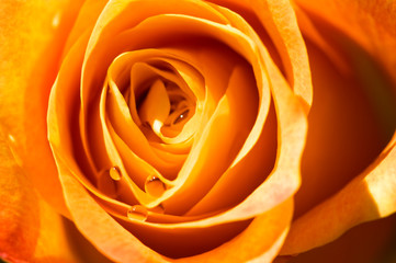 rose close up