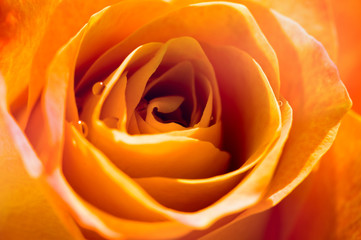 Obraz na płótnie Canvas rose macro
