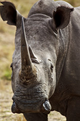 Fototapeta premium Africa - the rhino, das Nashorn