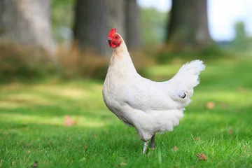 Photo sur Plexiglas Poulet poulet blanc dans l& 39 herbe