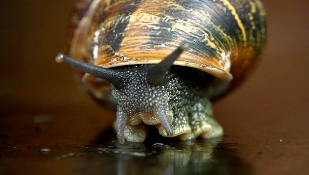 lumaca video