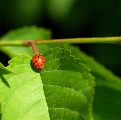 Marienkäfer auf Blatt
