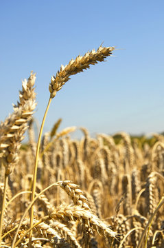 Ear of Wheat on a field