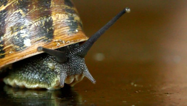 lumaca