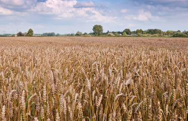 Dutch landscape with an organic cornfield of nearly ripe wheat