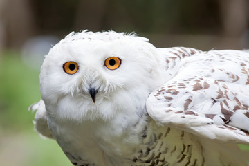Fototapeta premium White owl ready to fly