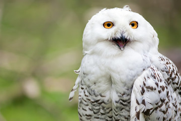 White owl
