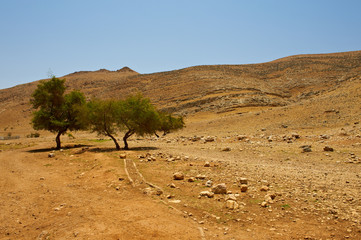 Stones and Trees