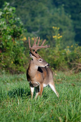 white-tailed deer buck with velvet antlers
