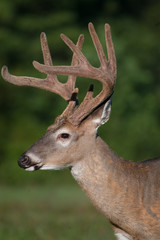 white-tailed deer buck with velvet antlers