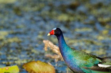 American Purple Gallinule