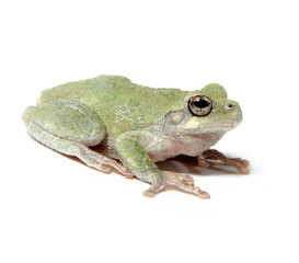 Tree frog on white