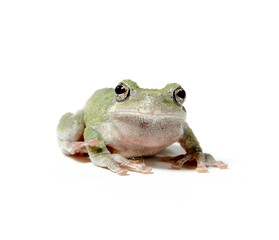 Tree frog on white