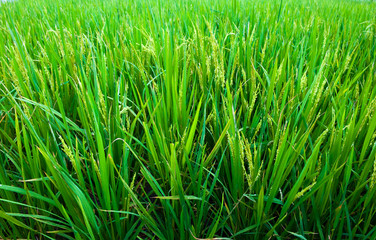 Rice Paddy