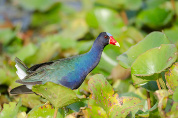 American Purple Gallinule