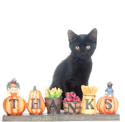 Black kitten and thank you sign