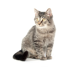 Obraz premium Tabby sitting sitting on white