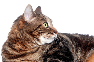 Face of adult tabby cat