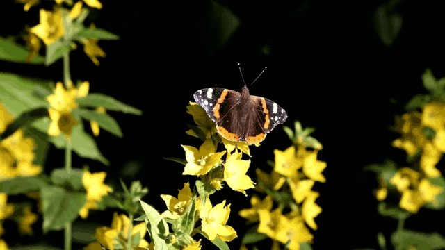 Schmetterling auf Gold-Felberich