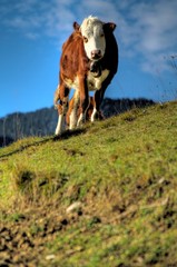 Fototapeta na wymiar vache dans un champ
